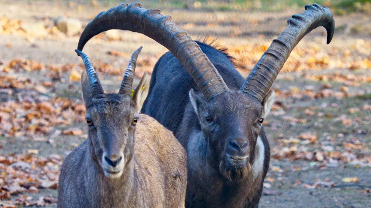 Saarbrücker Wildpark